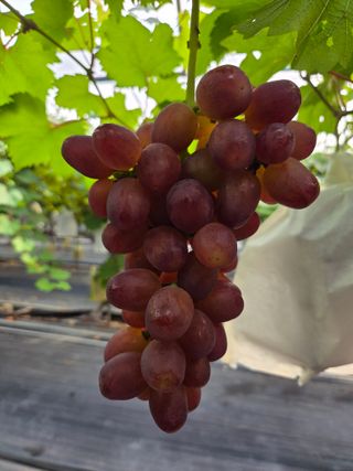 태일농산이정수님의 자유주제 · 자유게시판 작성글 사진