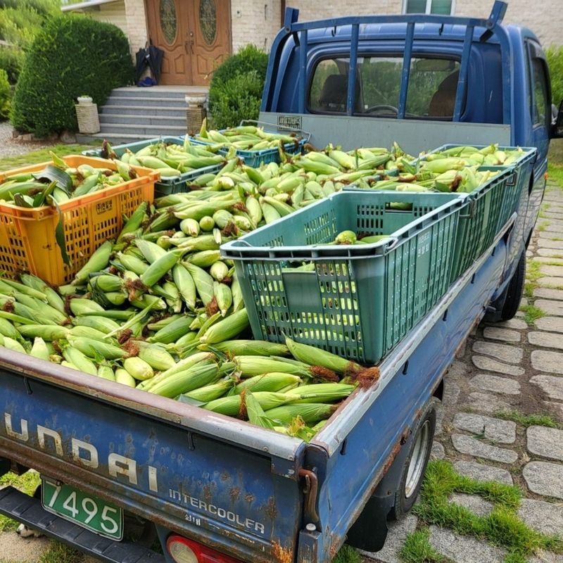 인제 돈키호테님의 장터 판매 상품 [곰배령 찰옥수수 50개] 첨부 사진