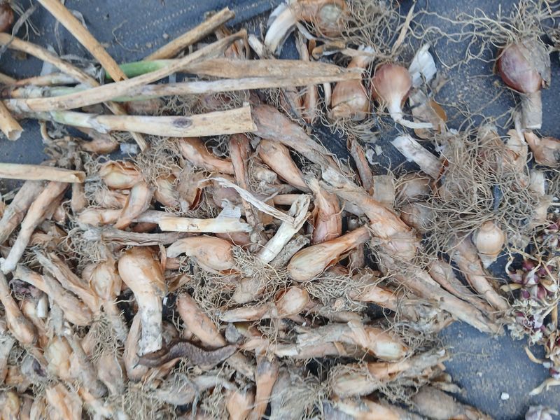 장터 상품 [자색 삼동파 모주/ 주아 100] 썸네일