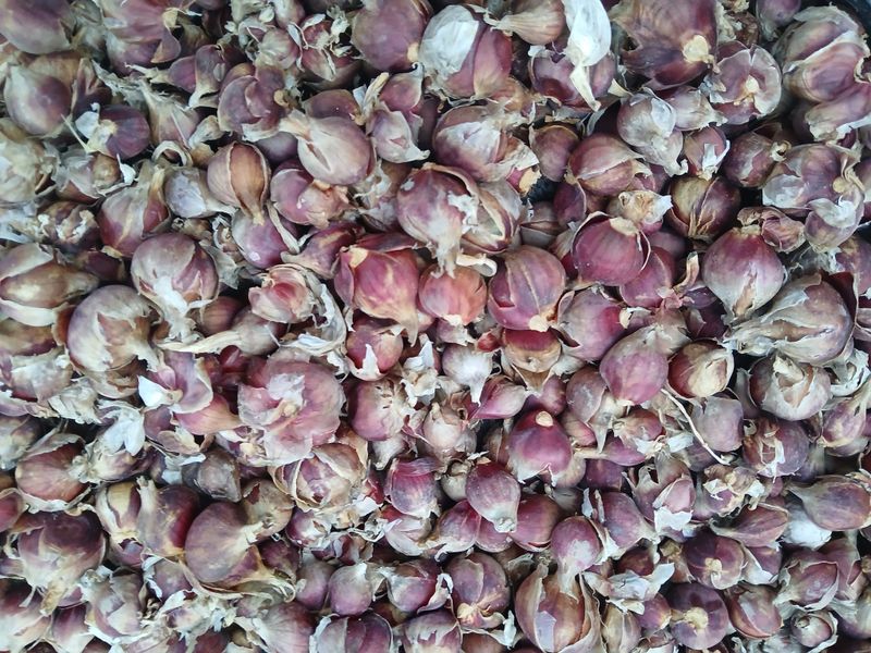 김상선님의 장터 판매 상품 [자색 삼동파 모주/ 주아 100] 첨부 사진