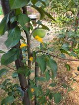 팜모닝 농사, 무엇이든 물어보세요!·참여글 게시글 이미지