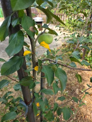 김종웅님의 농사, 무엇이든 물어보세요! · 참여글 작성글 사진