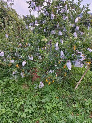 심무재 님의 자유주제 · 자유게시판 작성글 사진