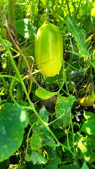 행복농장아다나님의 자유주제 · 자유게시판 작성글 사진