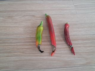 살구장수님의 농사, 무엇이든 물어보세요! · 참여글 작성글 사진