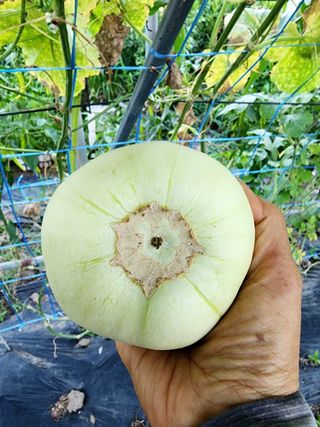 제주부자팜님의 자유주제 · 자유게시판 작성글 사진