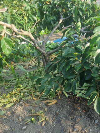 김용대님의 자유주제 · 자유게시판 작성글 사진