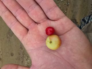 일심묘목농원님의 자유주제 · 자유게시판 작성글 사진