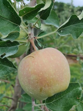 숲속의사나이님의 자유주제 · 자유게시판 작성글 사진