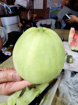 제주부자팜님의 자유주제 · 자유게시판 작성글 사진