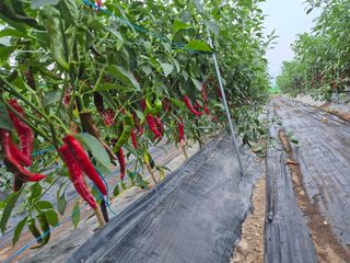 사천시향촌동 돼지띠님의 자유주제 · 자유게시판 작성글 사진