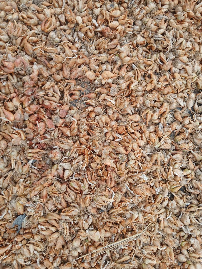 김상선님의 장터 판매 상품 [햇쪽파 종구 1kg ] 첨부 사진