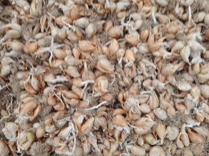 장터 상품 [햇쪽파 종구 1kg ] 썸네일