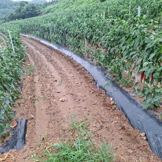 오영도님의 자유주제 · 자유게시판 작성글 사진