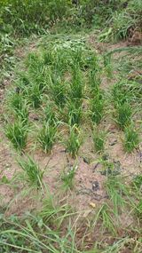 팜모닝 농사, 무엇이든 물어보세요!·참여글 게시글 이미지