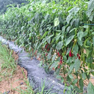 오영도님의 자유주제 · 자유게시판 작성글 사진