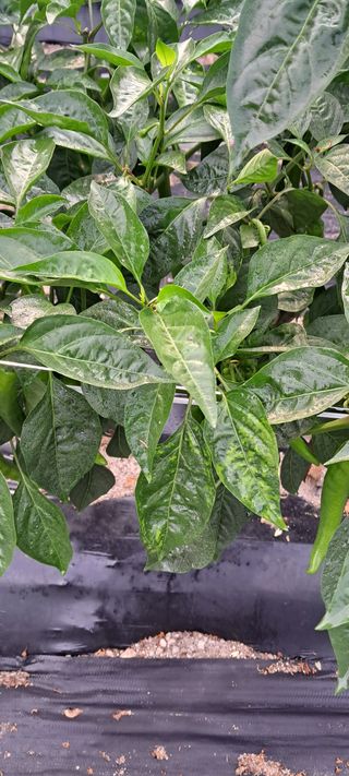 들깨13571님의 고추 · 병해충상담 작성글 사진