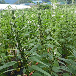 오화순님의 자유주제 · 자유게시판 작성글 사진