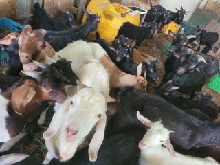 서해숙님의 자유주제 · 자유게시판 작성글 사진