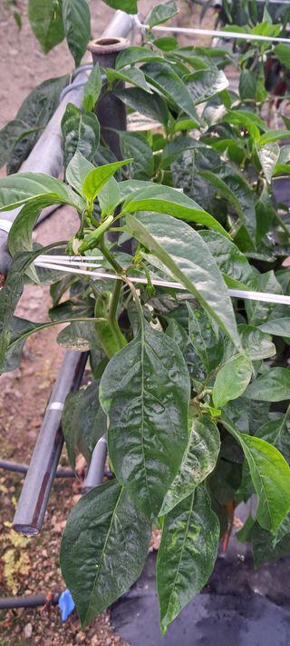 들깨13571님의 고추 · 병해충상담 작성글 사진