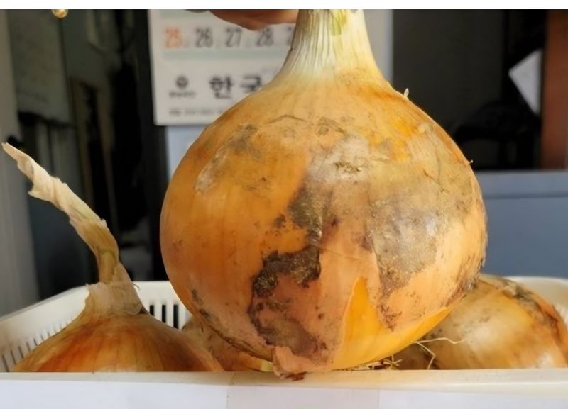 대산농사대장님의 장터 판매 상품 [빅할인 예약판매 우주황 양파씨앗 24000립  ] 첨부 사진