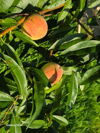 이세순님의 농사, 무엇이든 물어보세요! · 참여글 작성글 사진