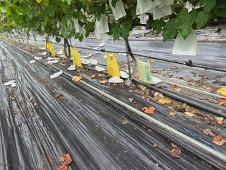 태일농산이정수님의 자유주제 · 자유게시판 작성글 사진