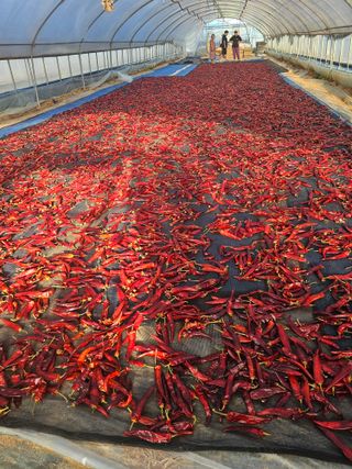 박현민님의 고추 · 수확 작성글 사진