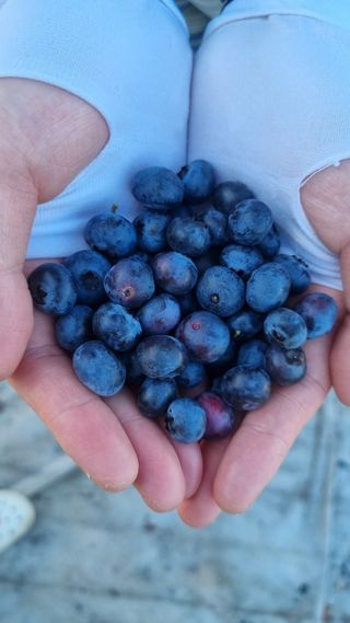 김현숙 블루베리 작두콩님의 자유주제 · 자유게시판 작성글 사진