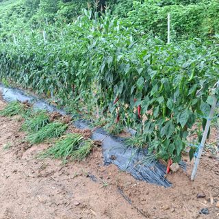 오영도님의 자유주제 · 자유게시판 작성글 사진