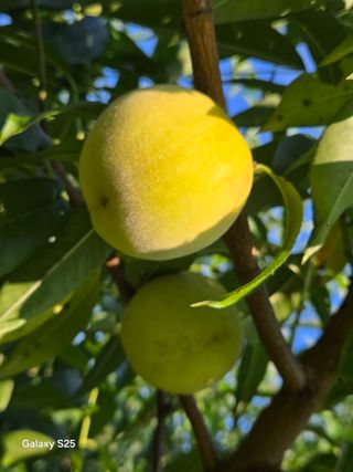 이세순님의 농사, 무엇이든 물어보세요! · 참여글 작성글 사진