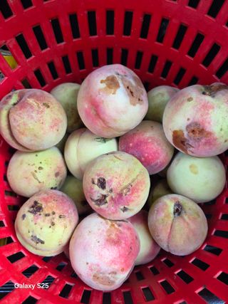 이세순님의 농사, 무엇이든 물어보세요! · 참여글 작성글 사진