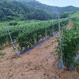 팜모닝 자유주제·자유게시판 게시글 이미지