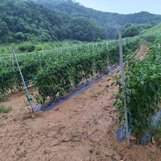 오영도님의 자유주제 · 자유게시판 작성글 사진