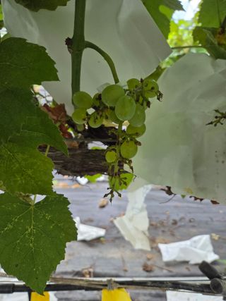 태일농산이정수님의 자유주제 · 자유게시판 작성글 사진