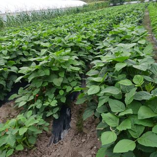 오화순님의 자유주제 · 자유게시판 작성글 사진