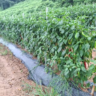 오영도님의 자유주제 · 자유게시판 작성글 사진