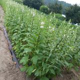 팜모닝 자유주제·자유게시판 게시글 이미지