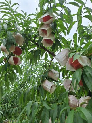 욕심내지말자님의 복숭아 · 자유게시판 작성글 사진