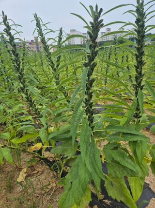 김연숙님의 자유주제 · 자유게시판 작성글 사진
