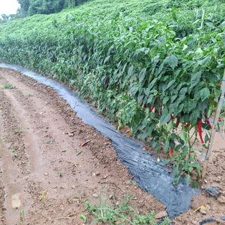 오영도님의 자유주제 · 자유게시판 작성글 사진