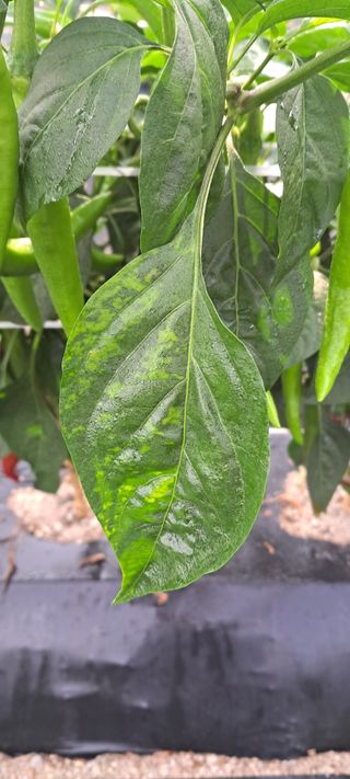 들깨13571님의 고추 · 병해충상담 작성글 사진