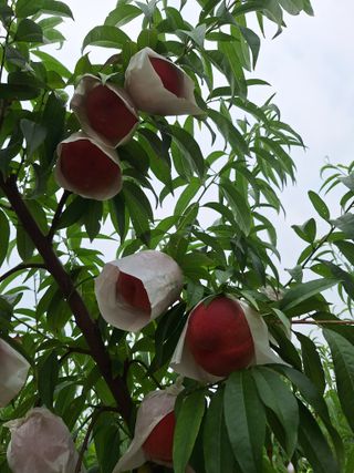 욕심내지말자님의 복숭아 · 자유게시판 작성글 사진