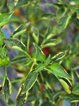 팜모닝 고추·병해충상담 게시글 이미지