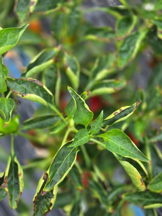 김병수님의 고추 · 병해충상담 작성글 사진