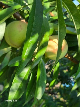 이세순님의 농사, 무엇이든 물어보세요! · 참여글 작성글 사진