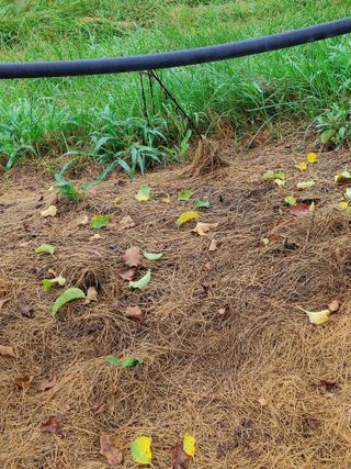 숲속의사나이님의 자유주제 · 자유게시판 작성글 사진