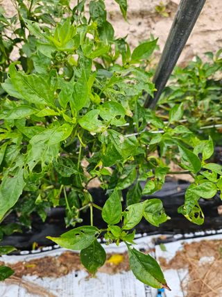 안봉준님의 농사, 무엇이든 물어보세요! · 참여글 작성글 사진