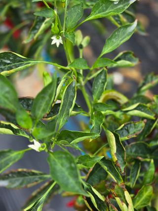 김병수님의 고추 · 병해충상담 작성글 사진