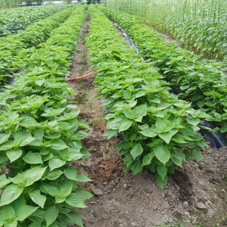 오화순님의 자유주제 · 자유게시판 작성글 사진